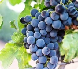 Innovaci&oacute;n y eficiencia, claves del &eacute;xito en el sector alimentario