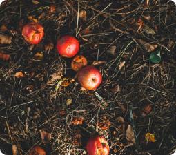 &iquest;Hacia una reducci&oacute;n del desperdicio alimentario?